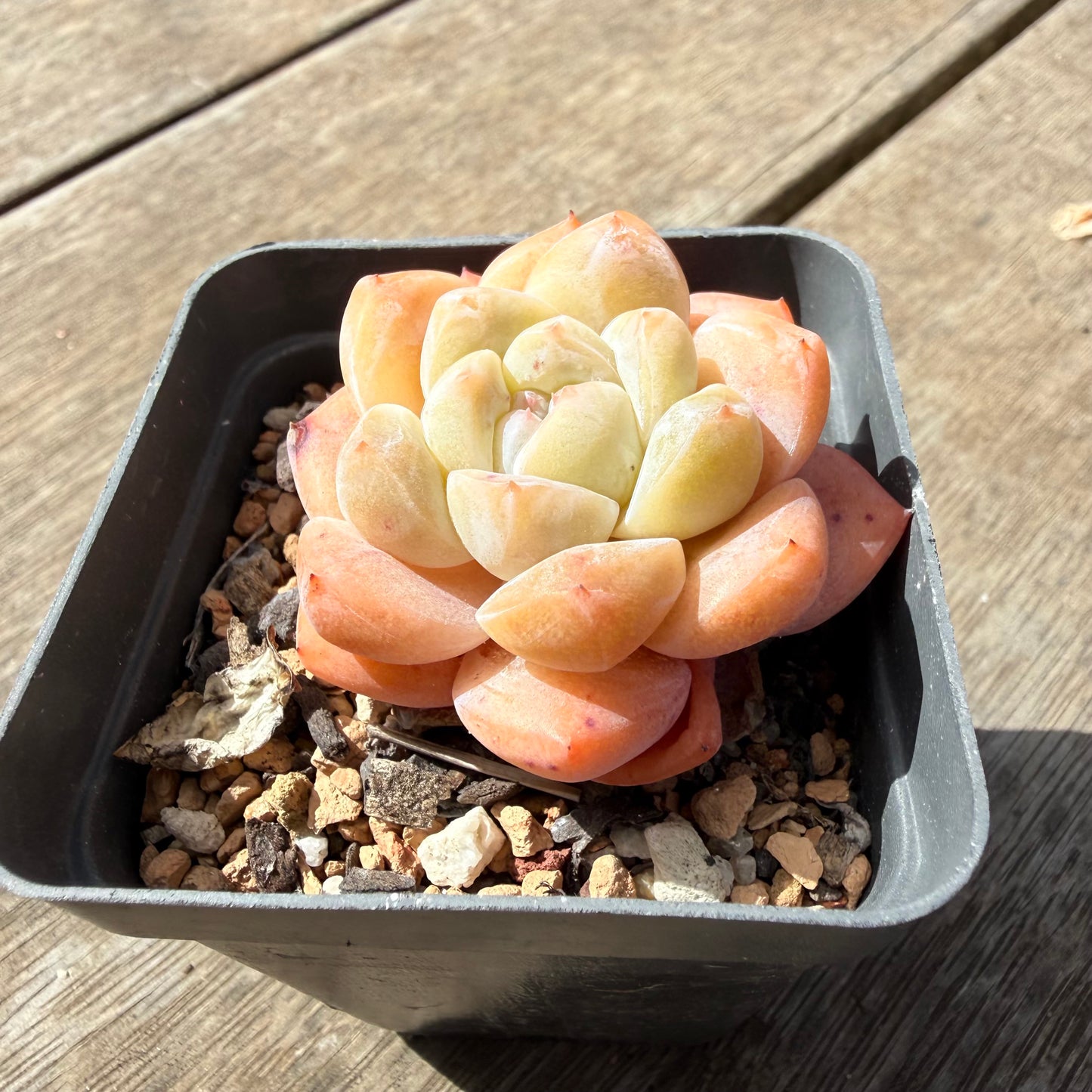 1410 Echeveria 'The Seven Fairies'