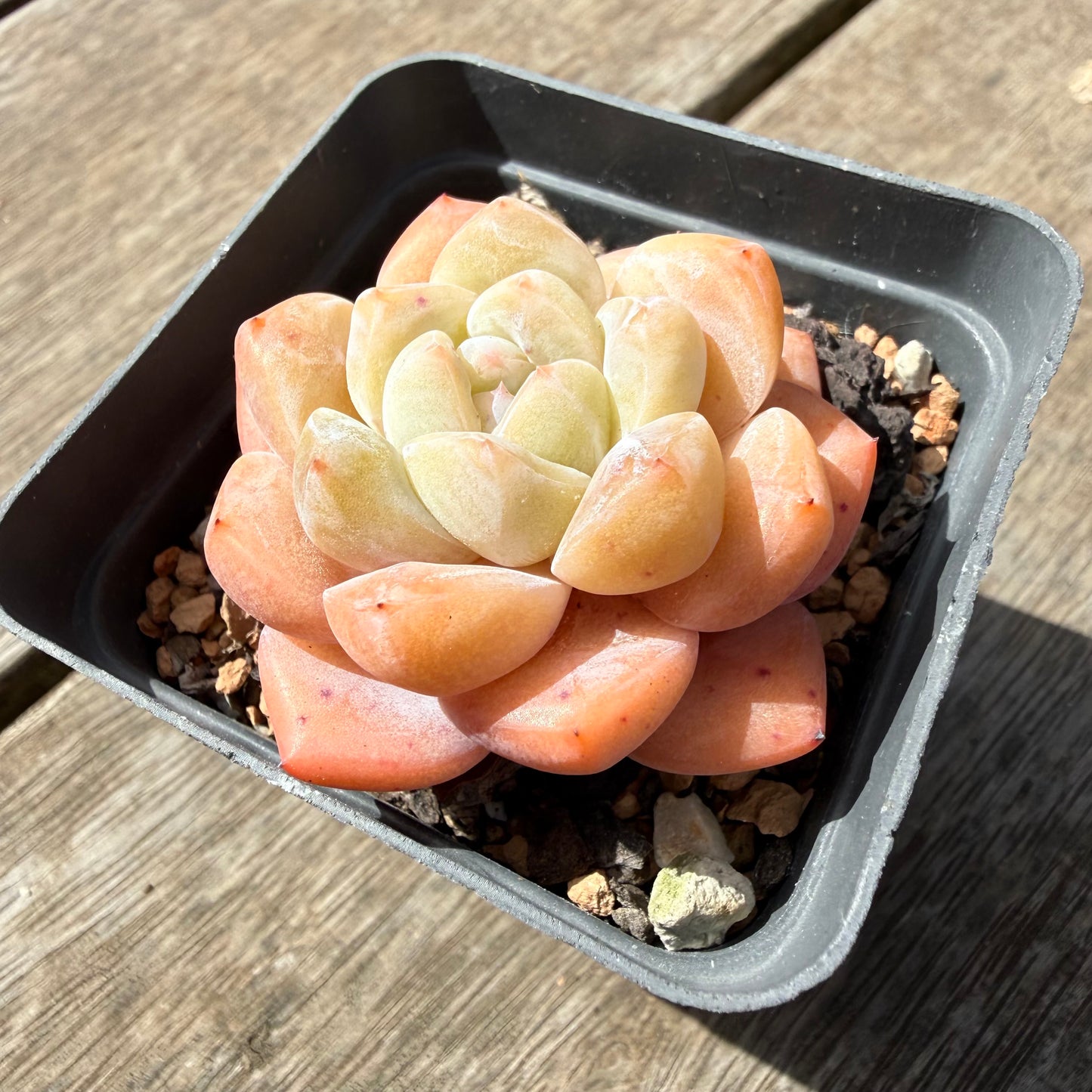 1410 Echeveria 'The Seven Fairies'