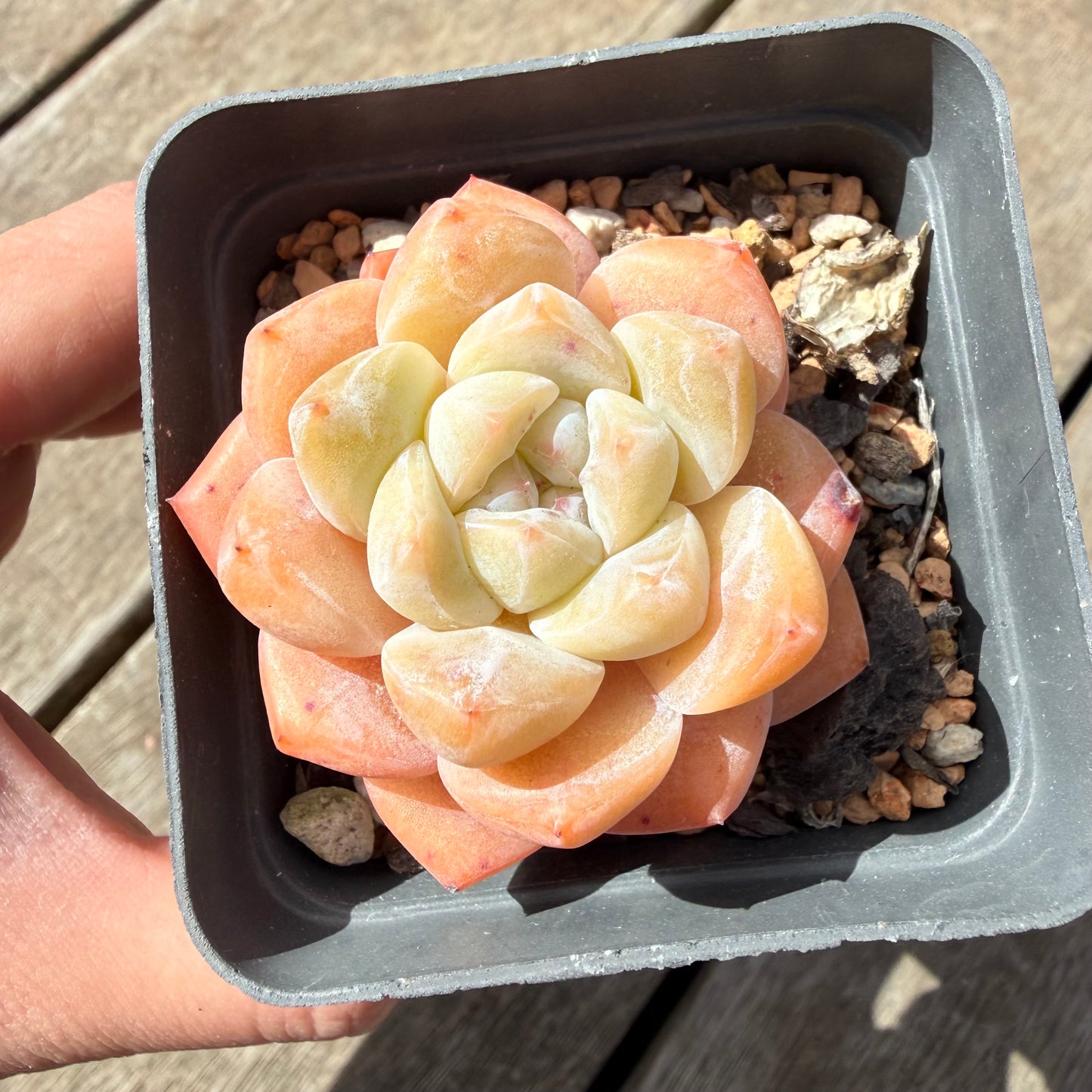 1410 Echeveria 'The Seven Fairies'