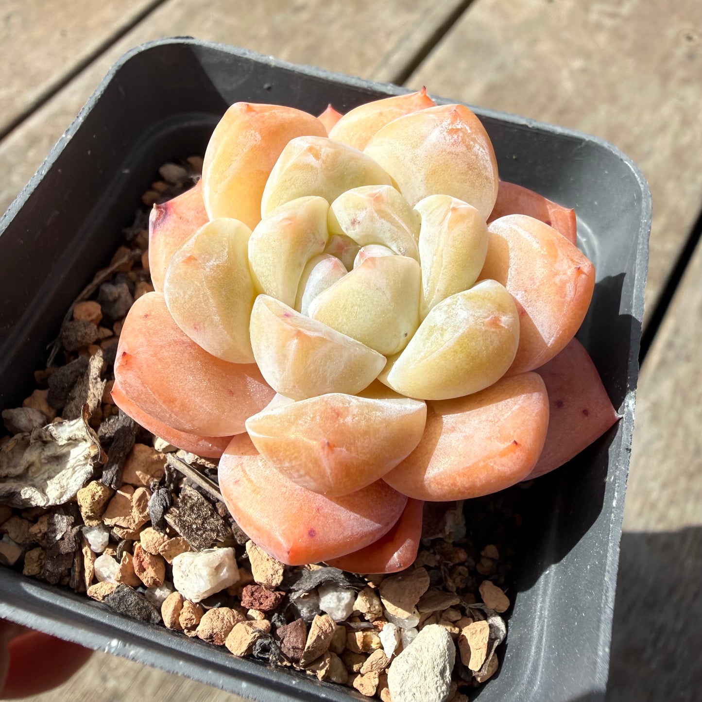 1410 Echeveria 'The Seven Fairies'