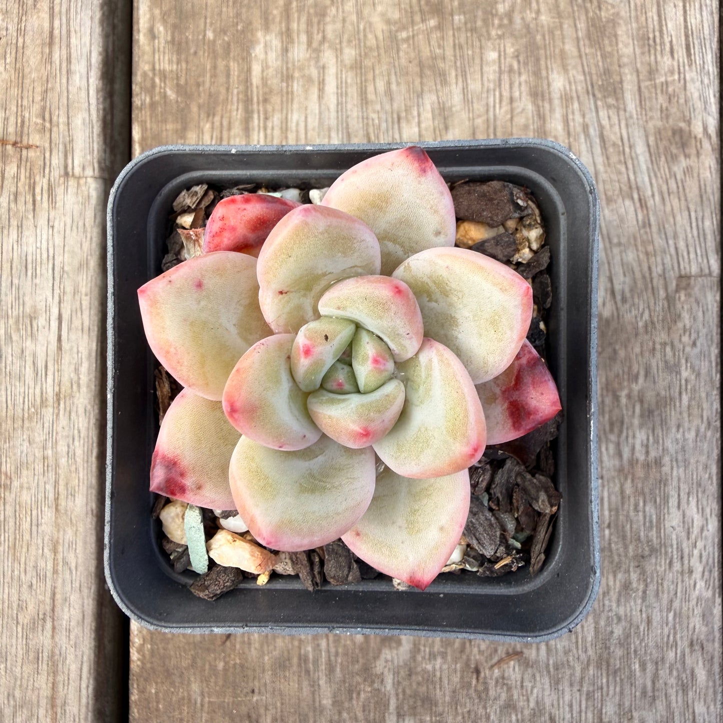 1410 Echeveria 'White Night Champagne'