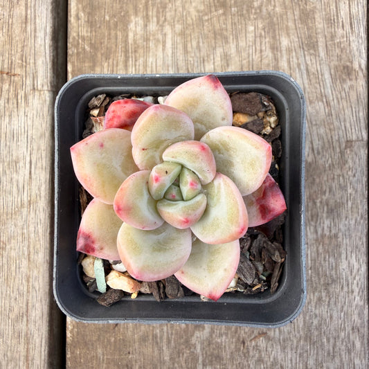 1410 Echeveria 'White Night Champagne'