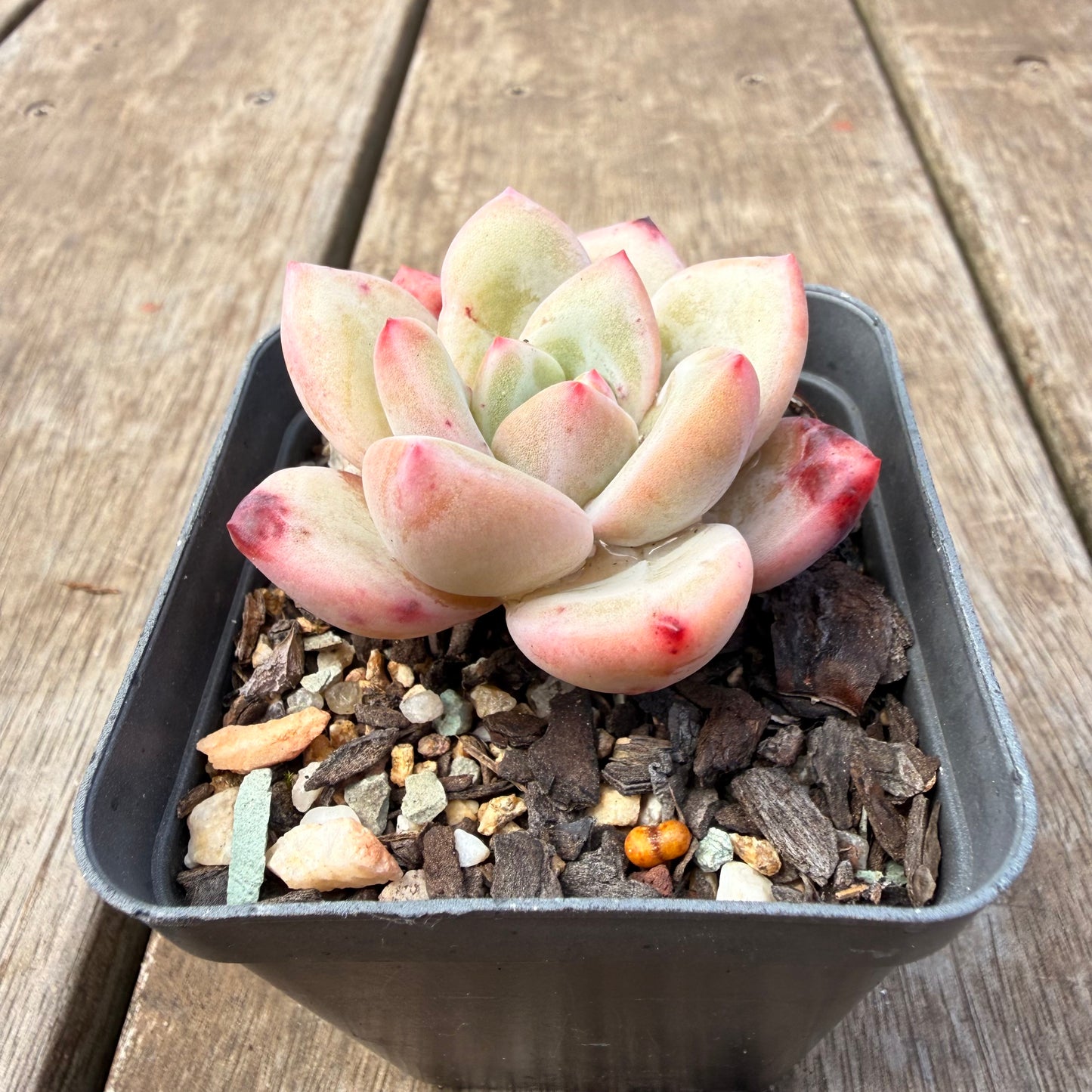 1410 Echeveria 'White Night Champagne'