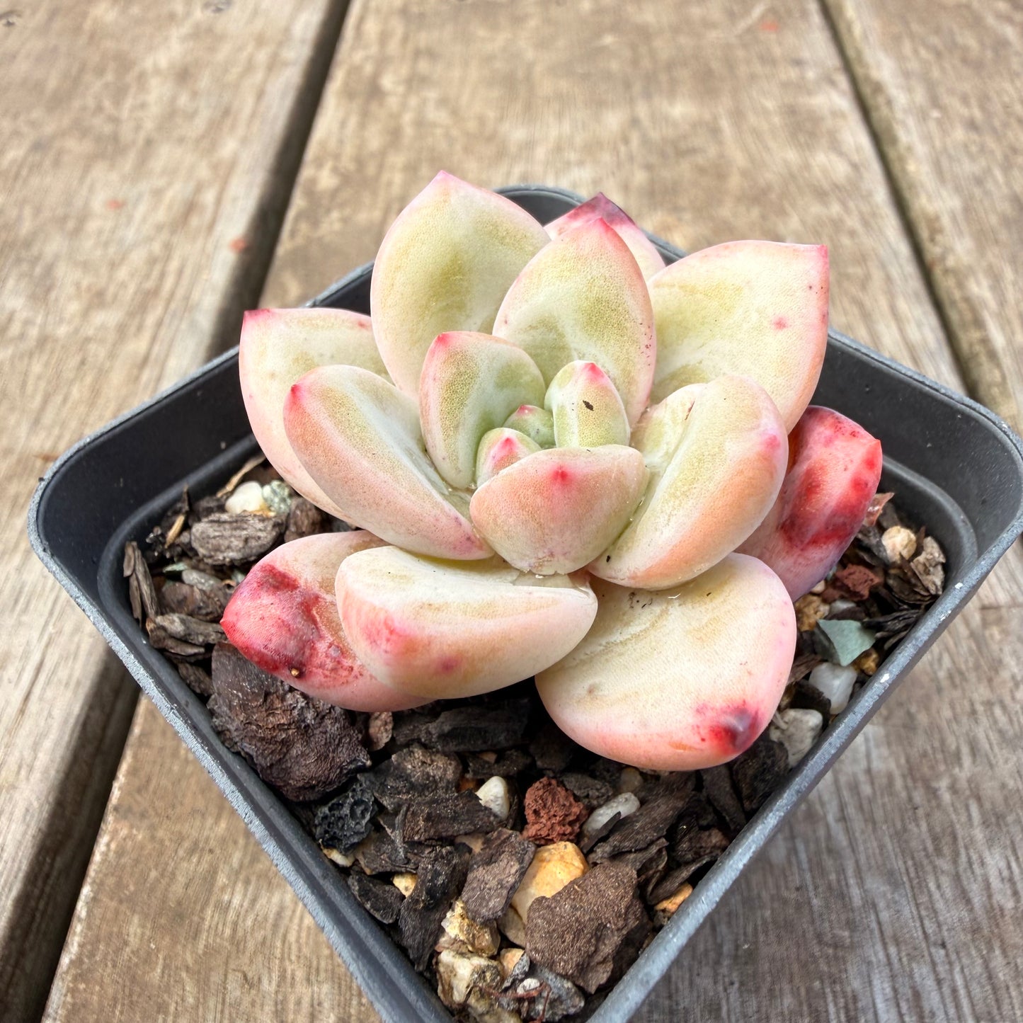 1410 Echeveria 'White Night Champagne'