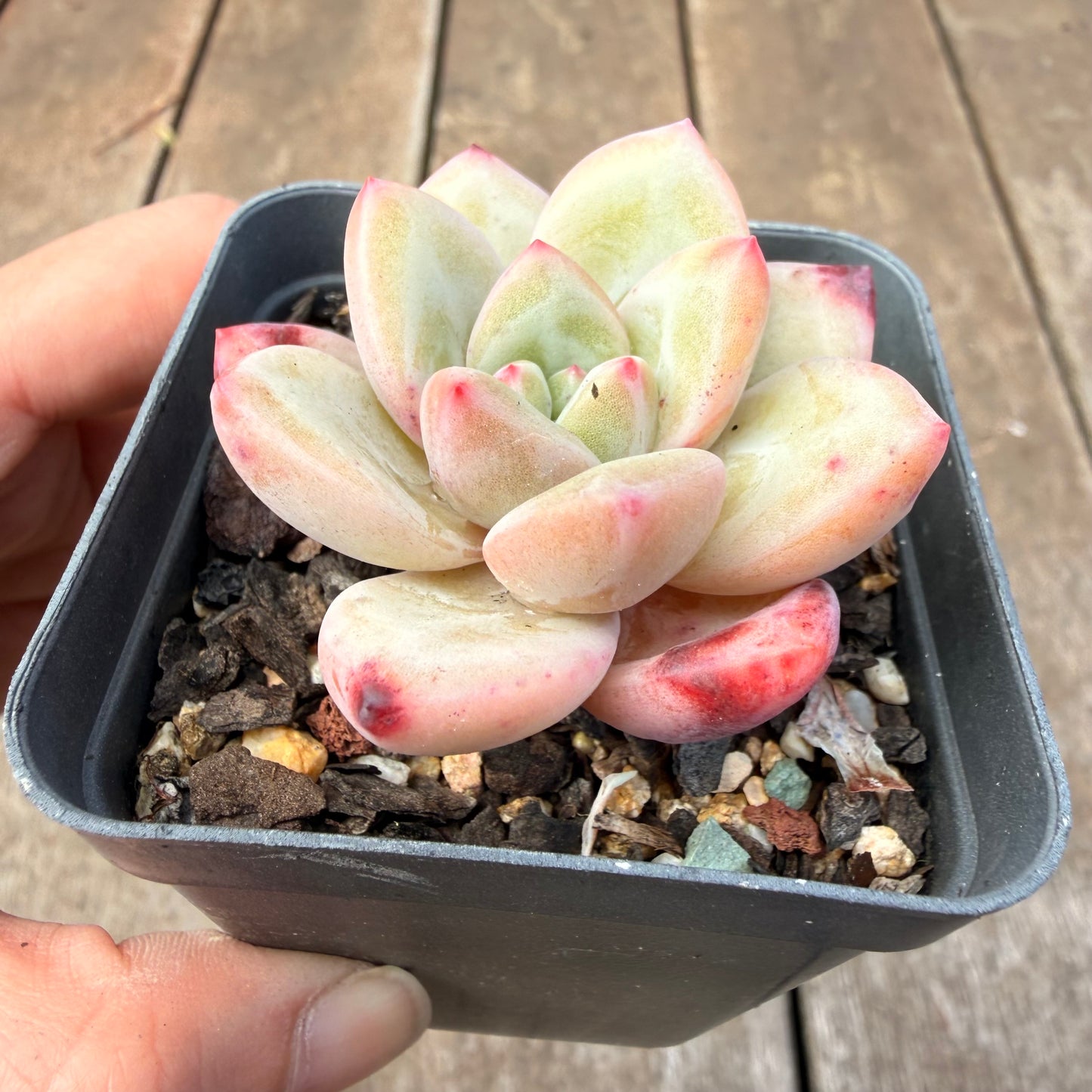 1410 Echeveria 'White Night Champagne'