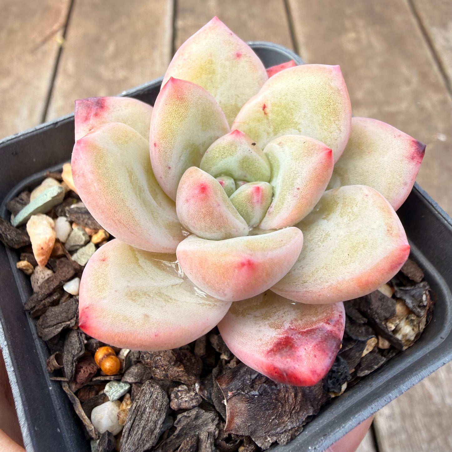 1410 Echeveria 'White Night Champagne'