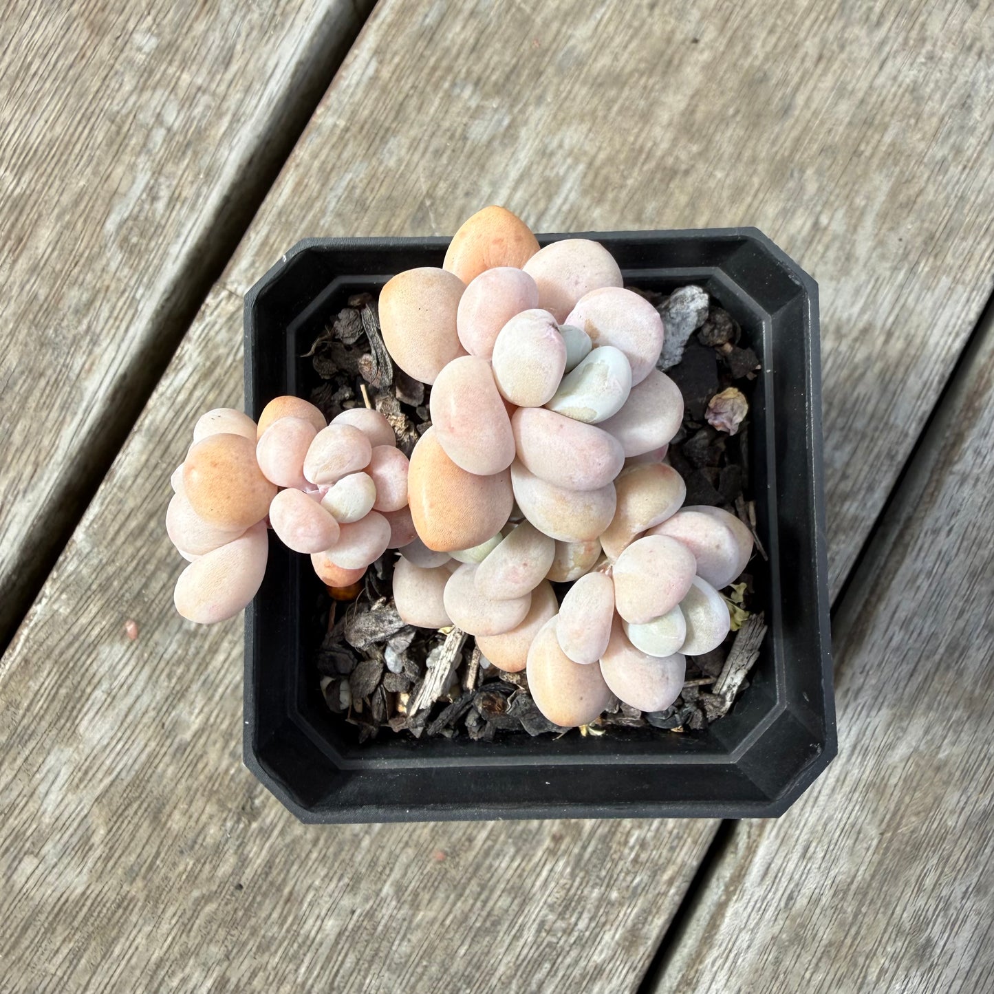1410 Graptosedum Miul (Multi)
