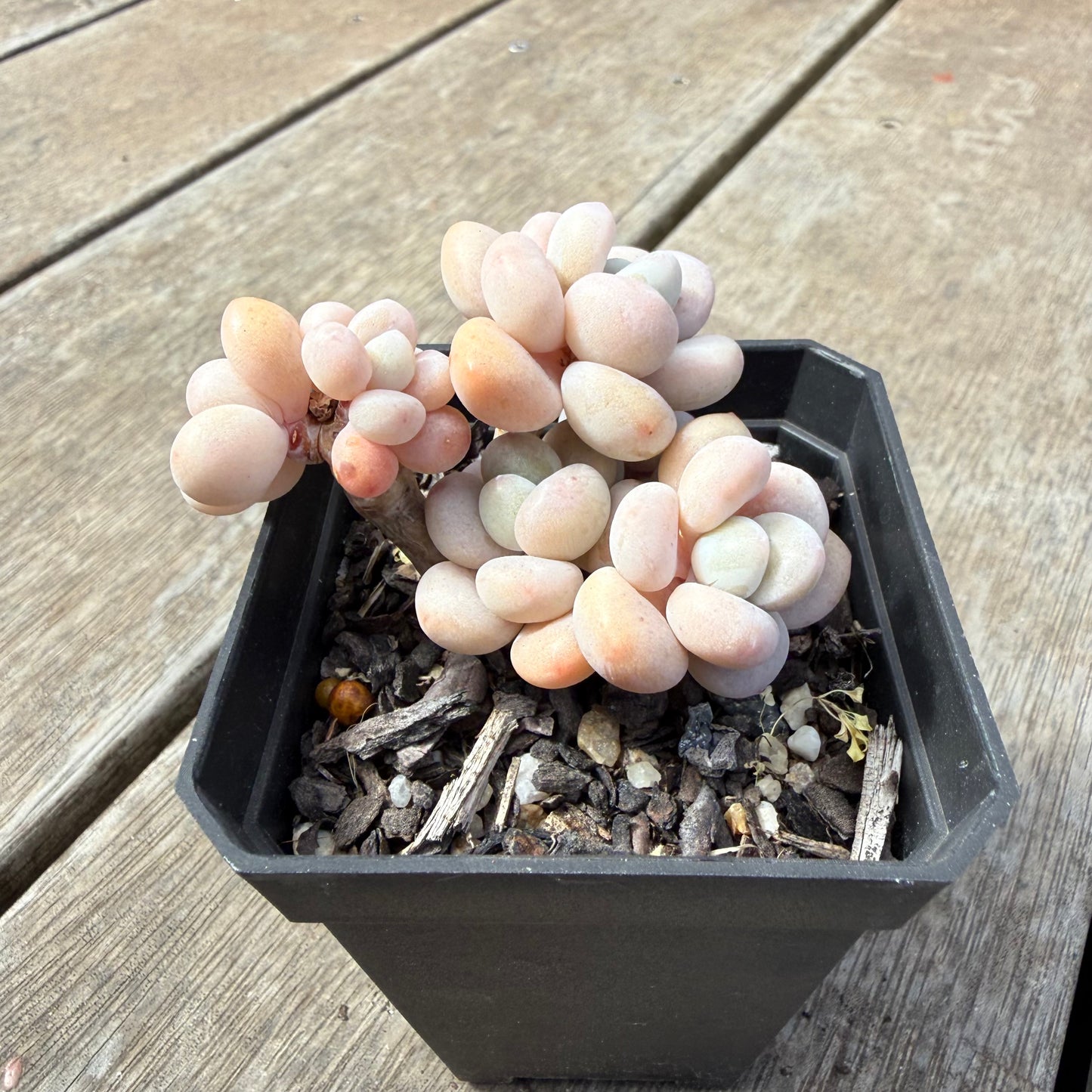 1410 Graptosedum Miul (Multi)