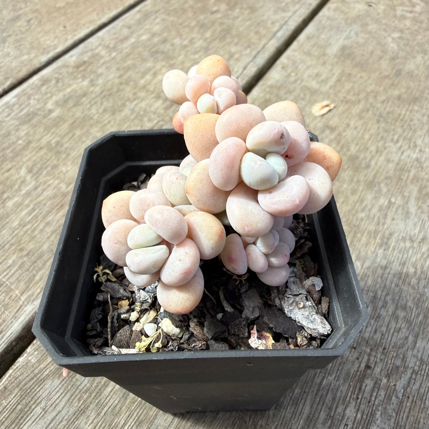 1410 Graptosedum Miul (Multi)