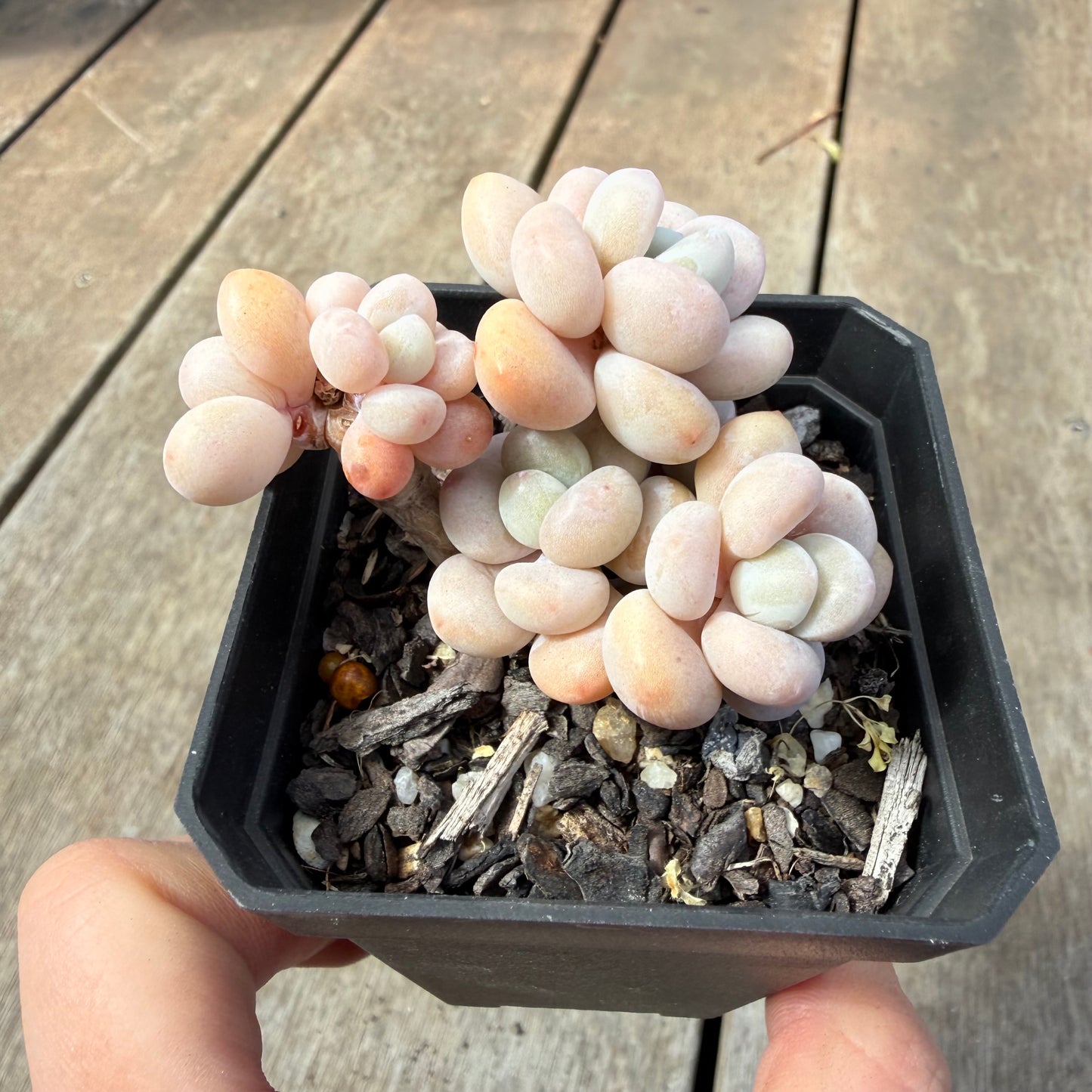 1410 Graptosedum Miul (Multi)