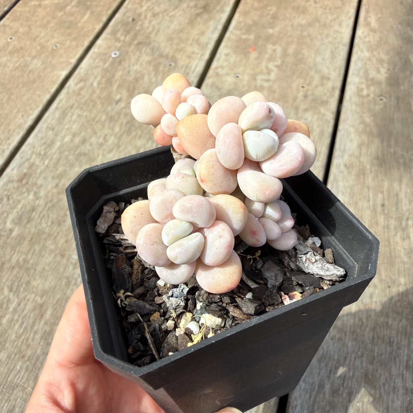 1410 Graptosedum Miul (Multi)