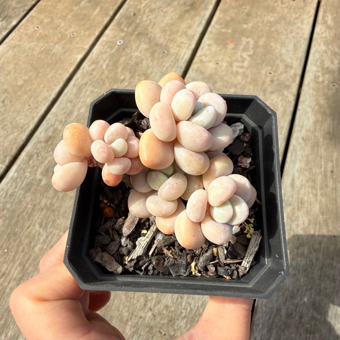 1410 Graptosedum Miul (Multi)