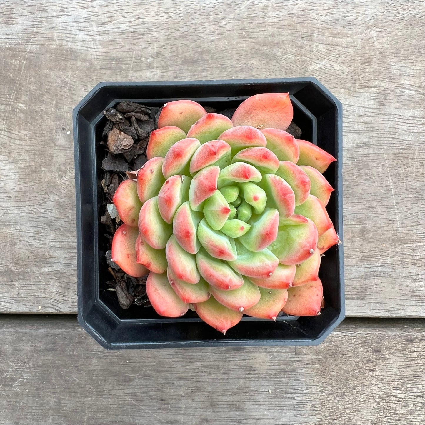 1411 Echeveria Blue Elf
