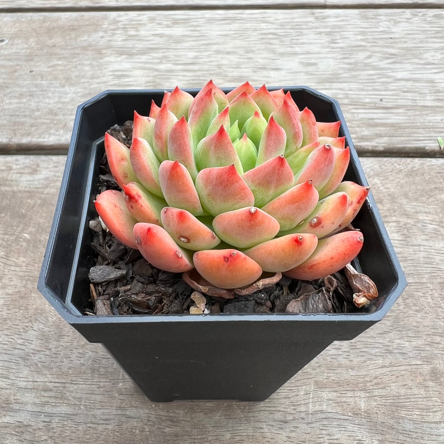 1411 Echeveria Blue Elf