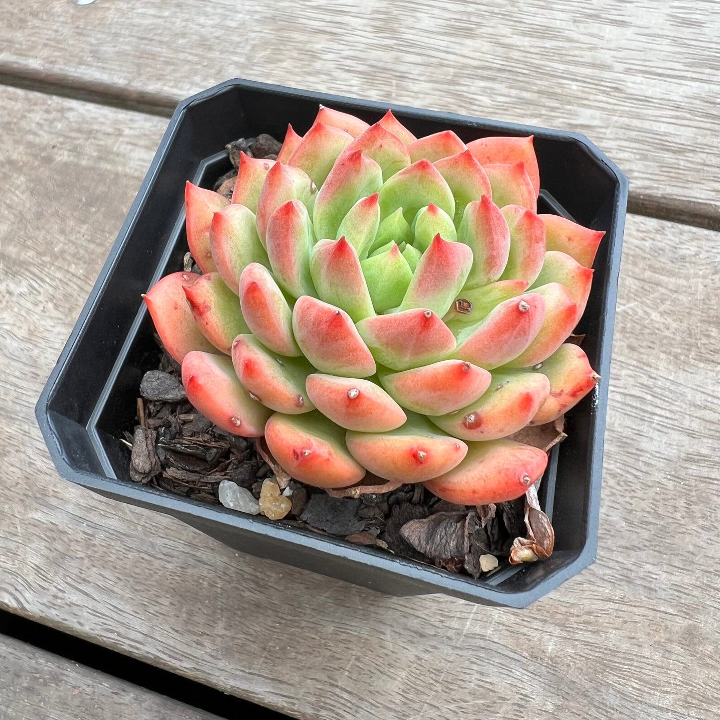 1411 Echeveria Blue Elf