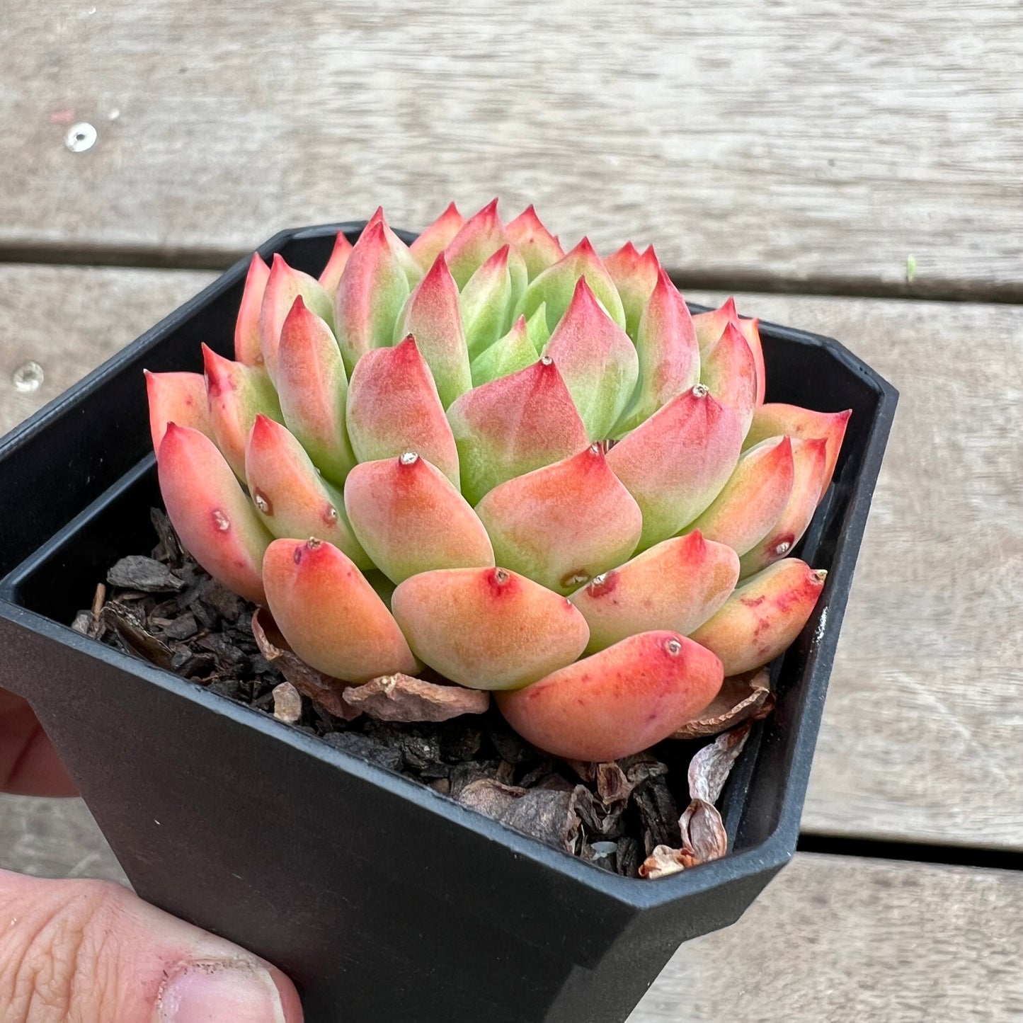 1411 Echeveria Blue Elf