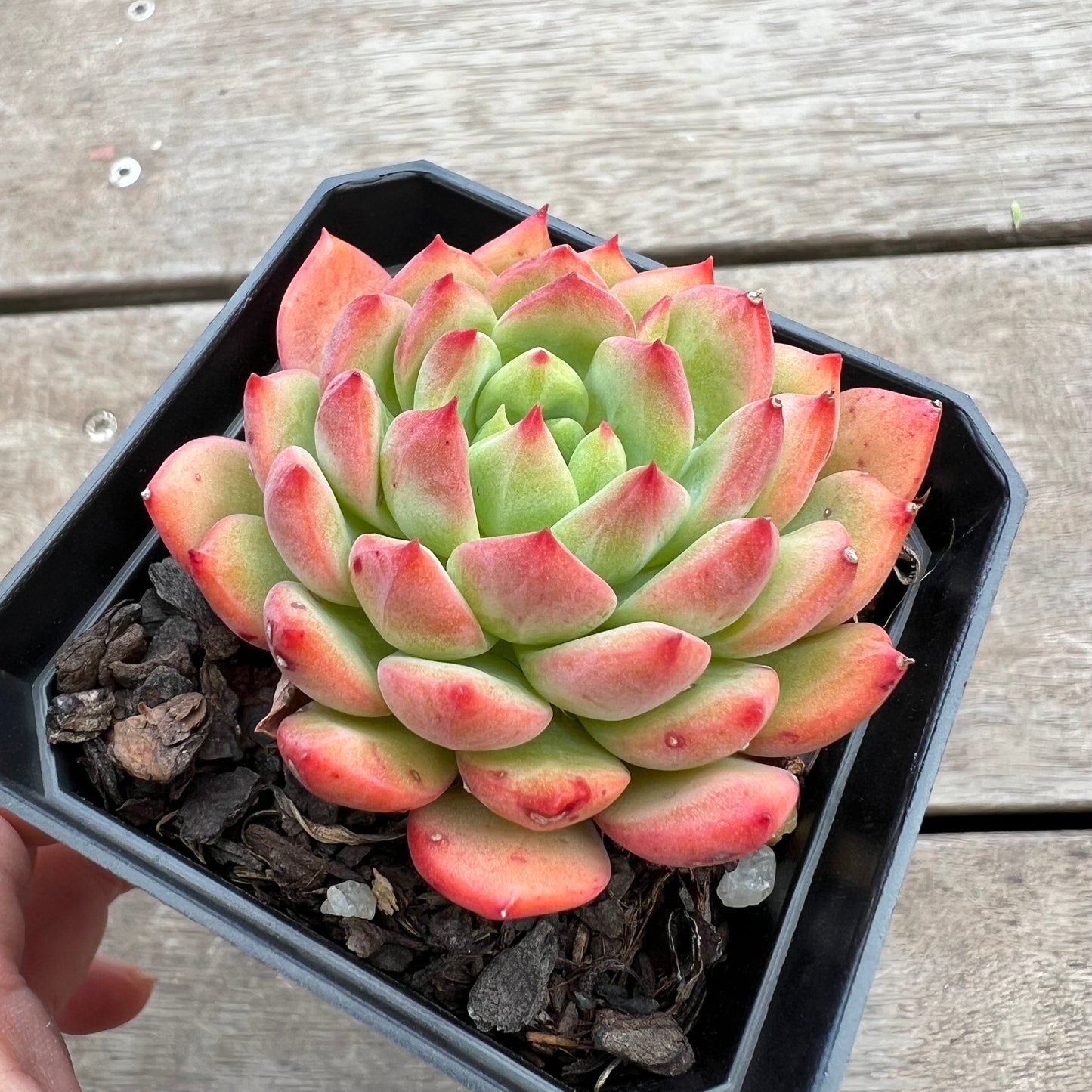 1411 Echeveria Blue Elf