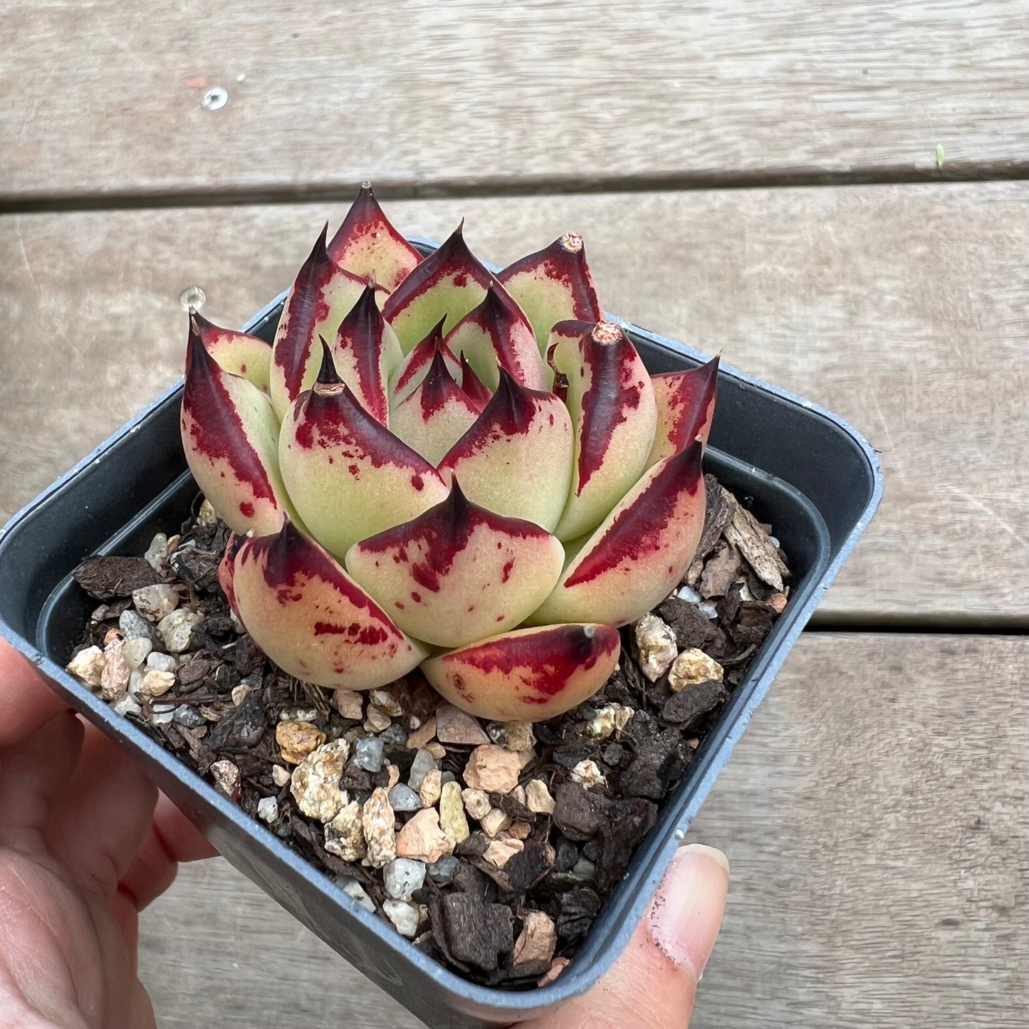 1411 Echeveria Ebony 'Blood Speckle'