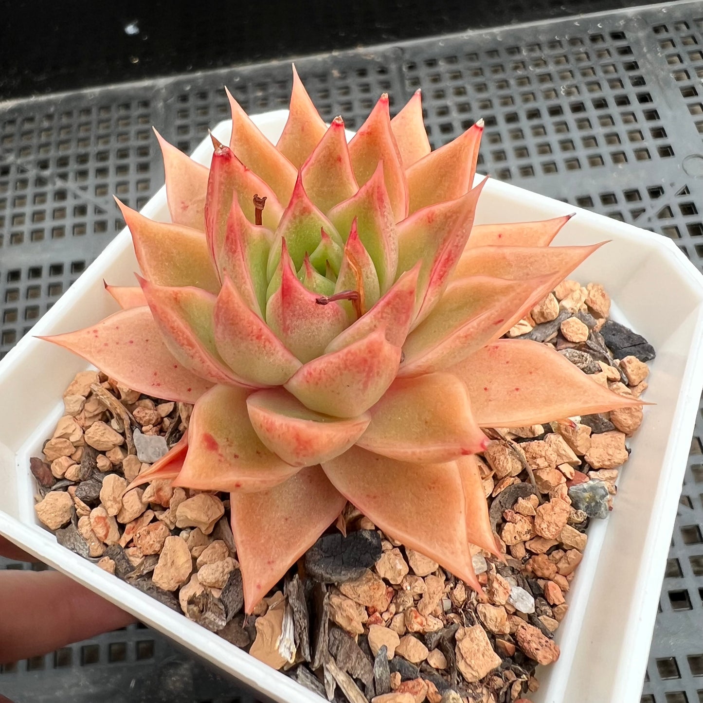 1411 Echeveria PpiPpi Saeu (with pup)