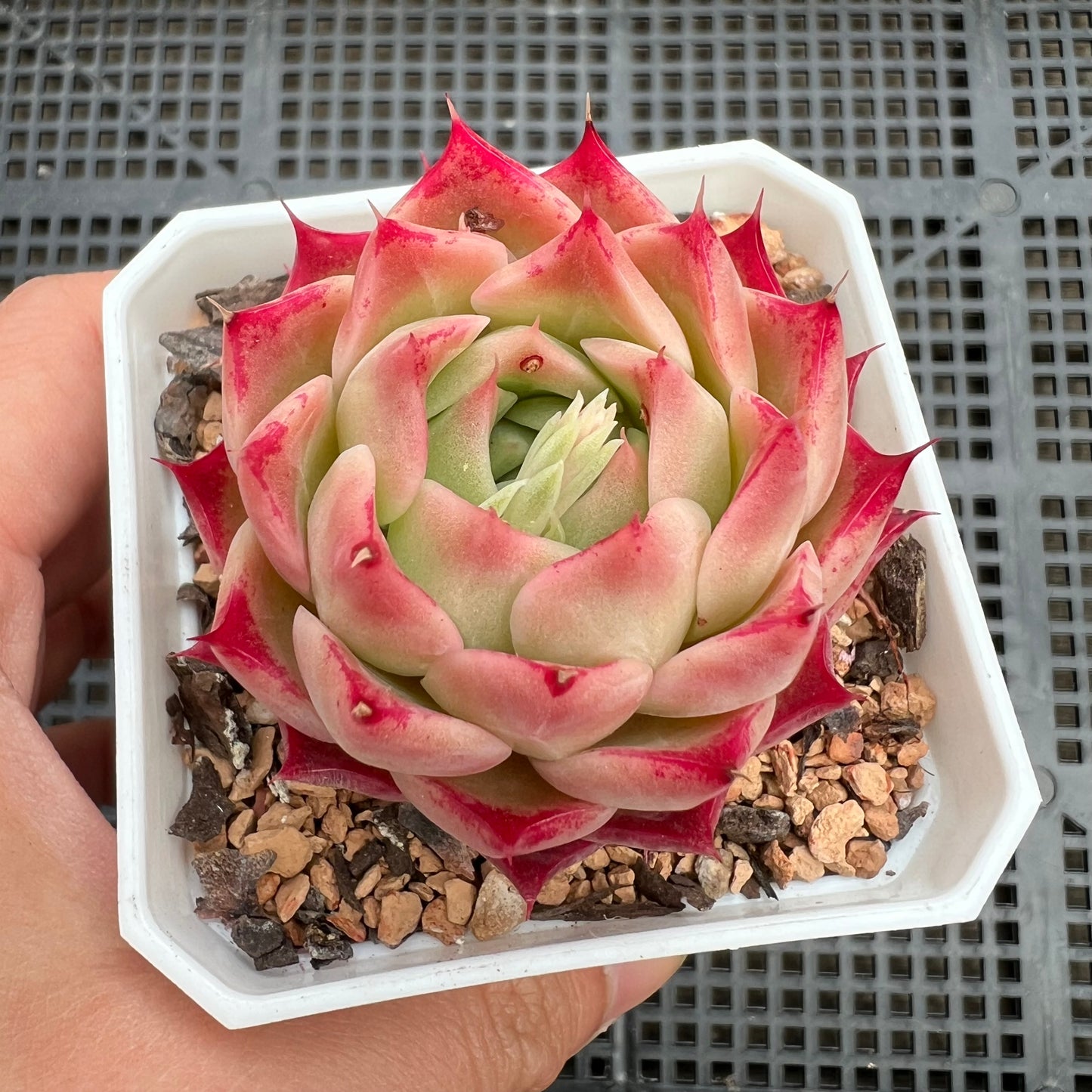 1411 Echeveria 'Queen Red'