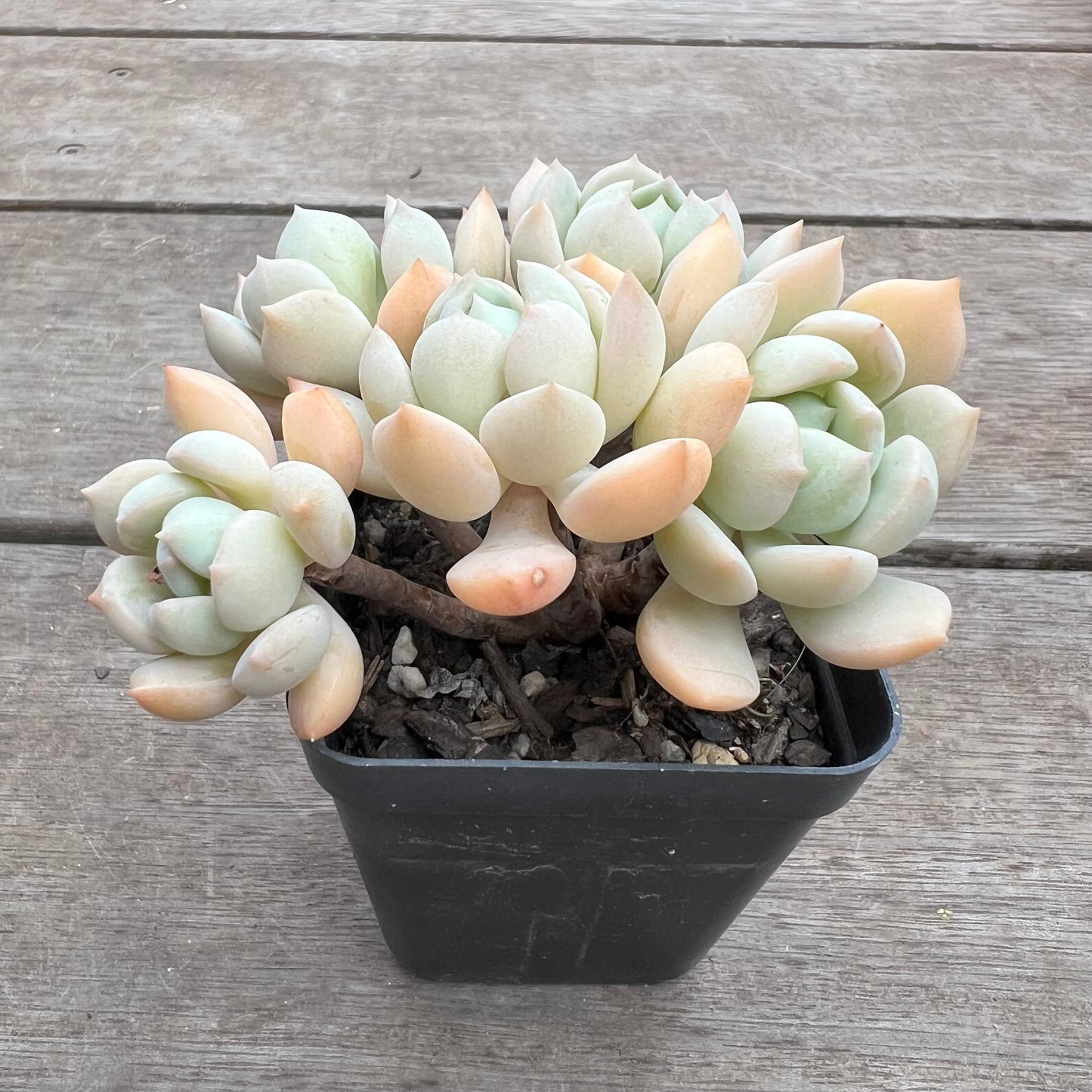 1411 Graptoveria A Grim One