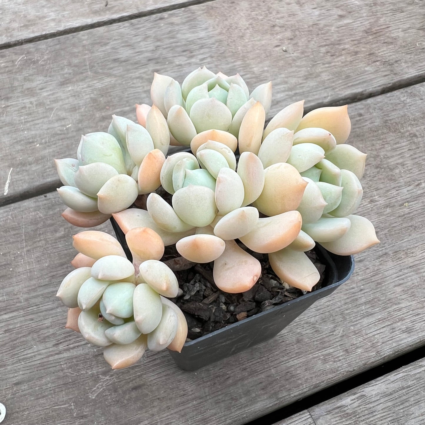 1411 Graptoveria A Grim One