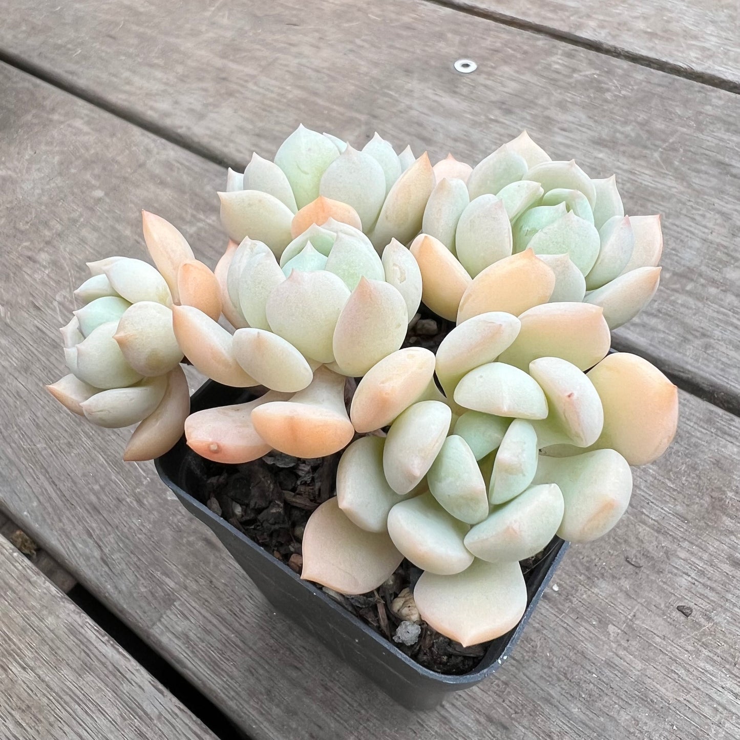 1411 Graptoveria A Grim One