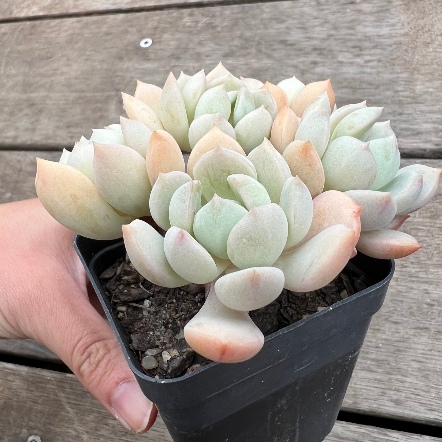 1411 Graptoveria A Grim One