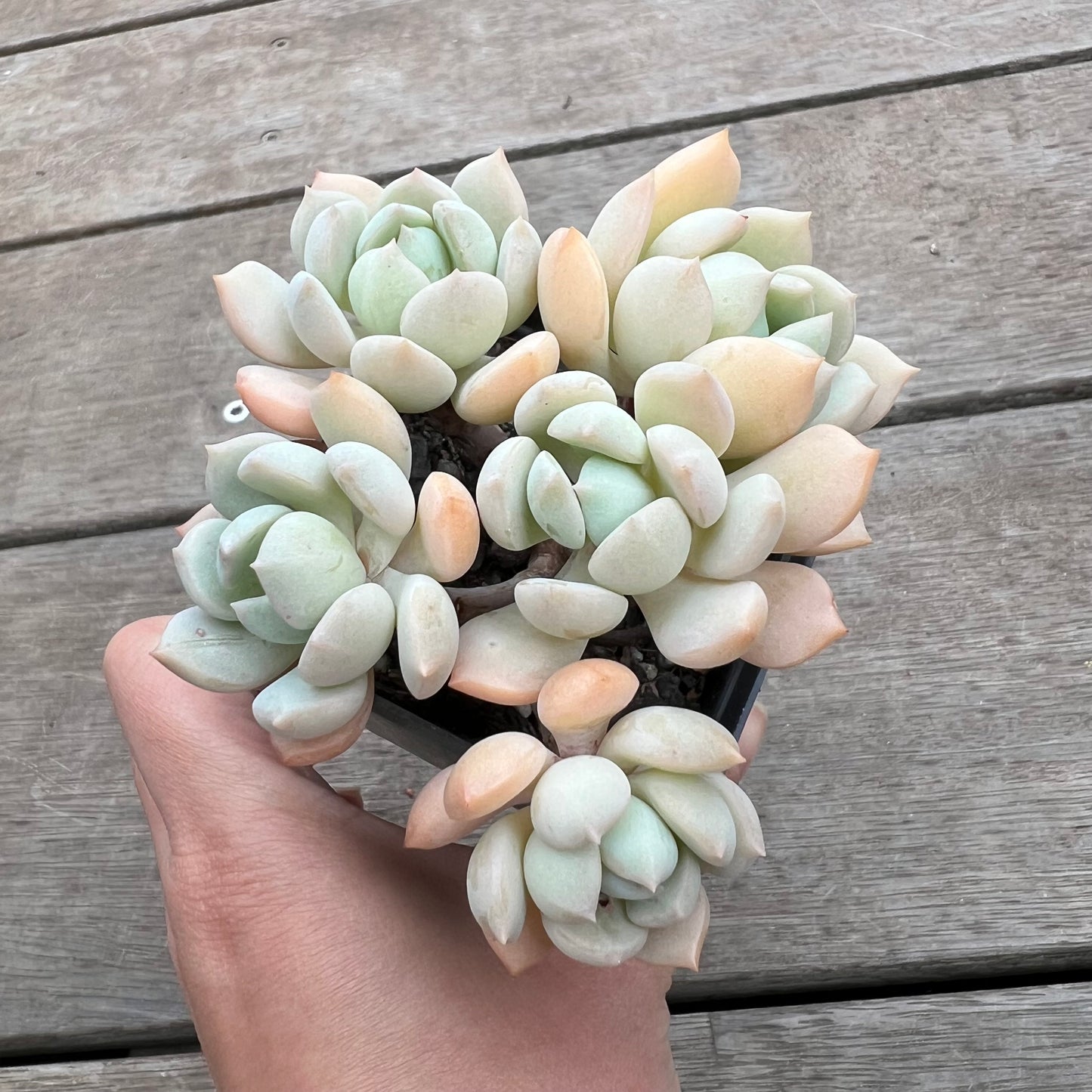 1411 Graptoveria A Grim One
