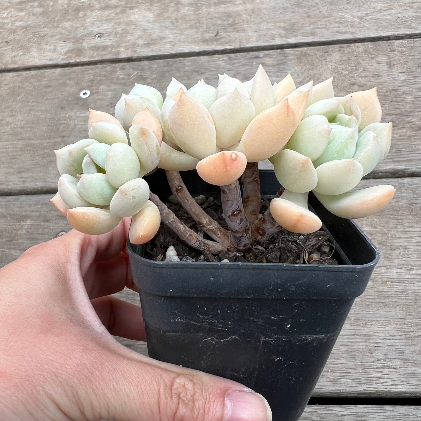 1411 Graptoveria A Grim One
