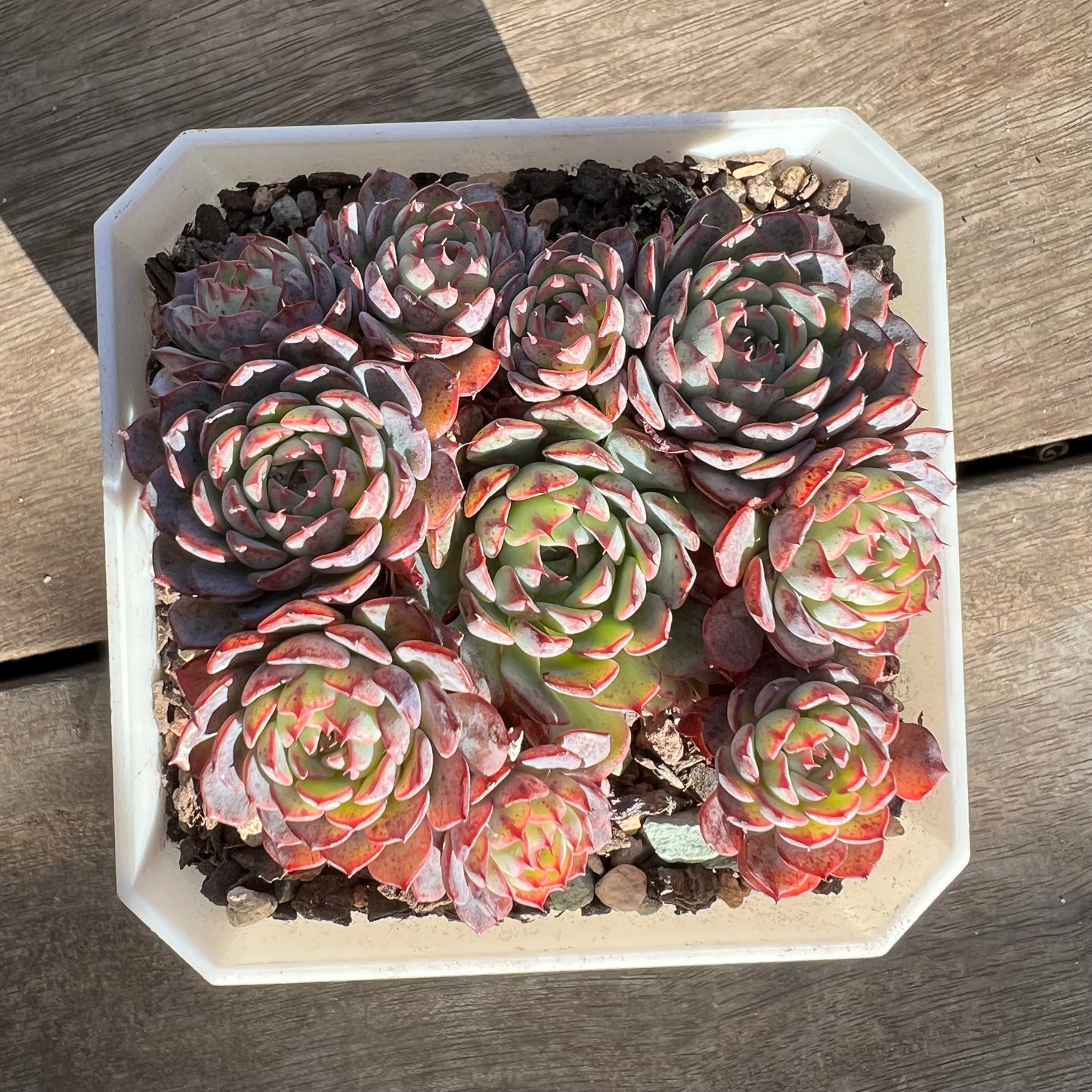 1508 Echeveria Blue Minima