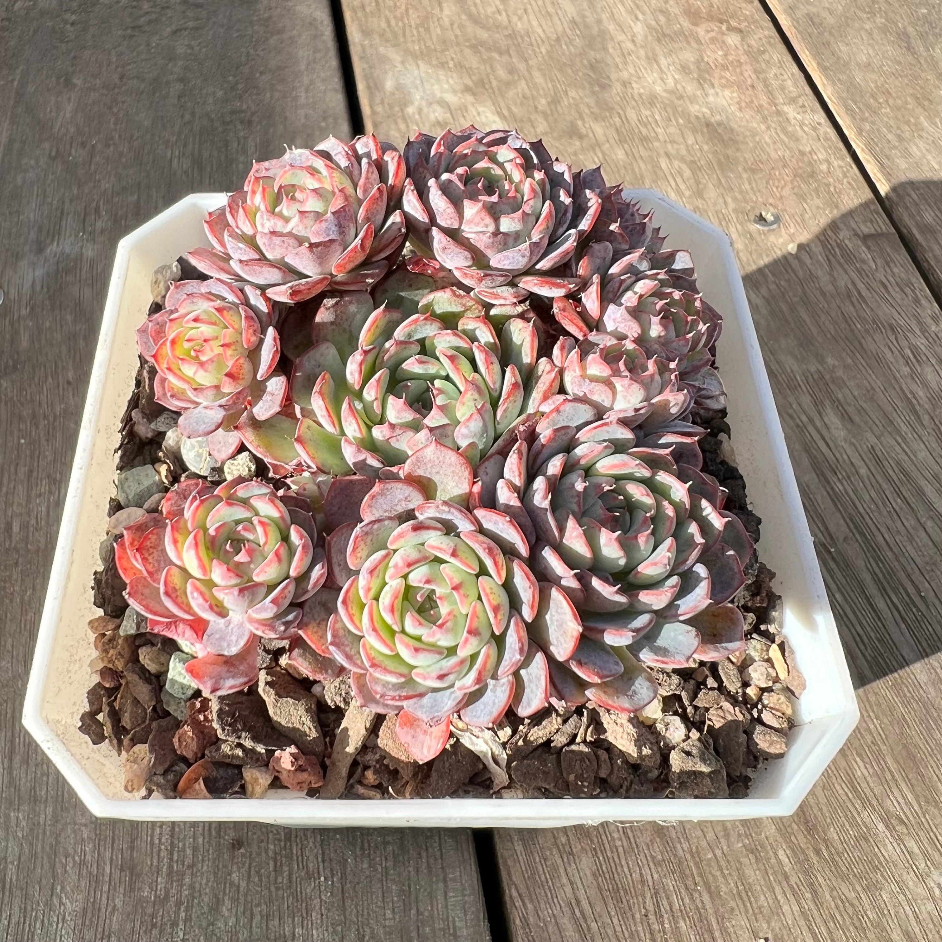 1508 Echeveria Blue Minima – Bella Succulent Garden