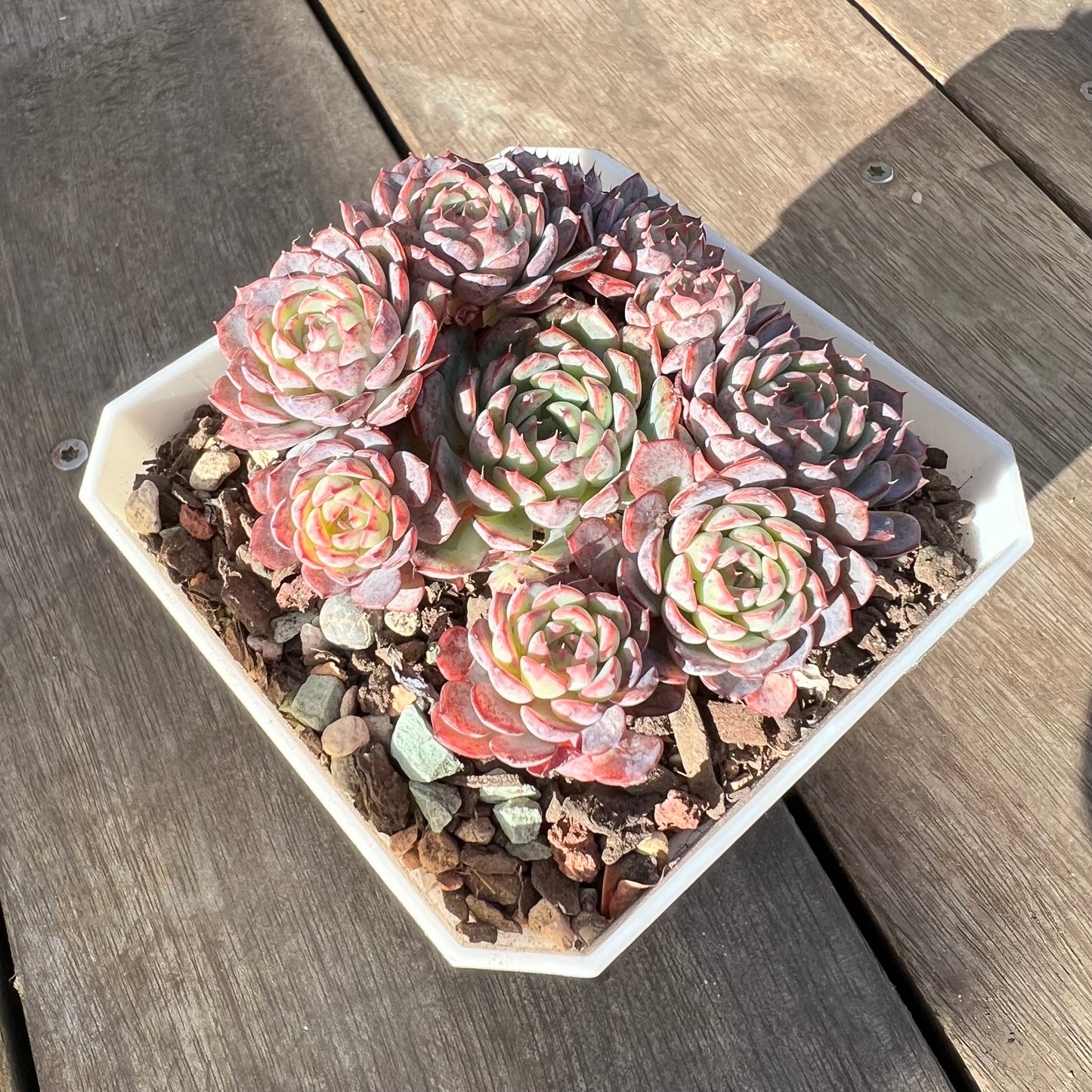 1508 Echeveria Blue Minima