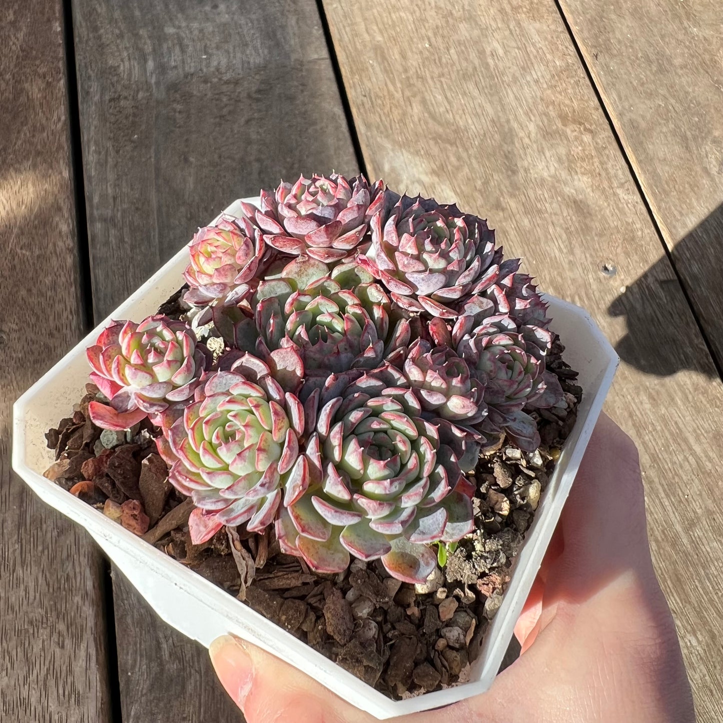 1508 Echeveria Blue Minima