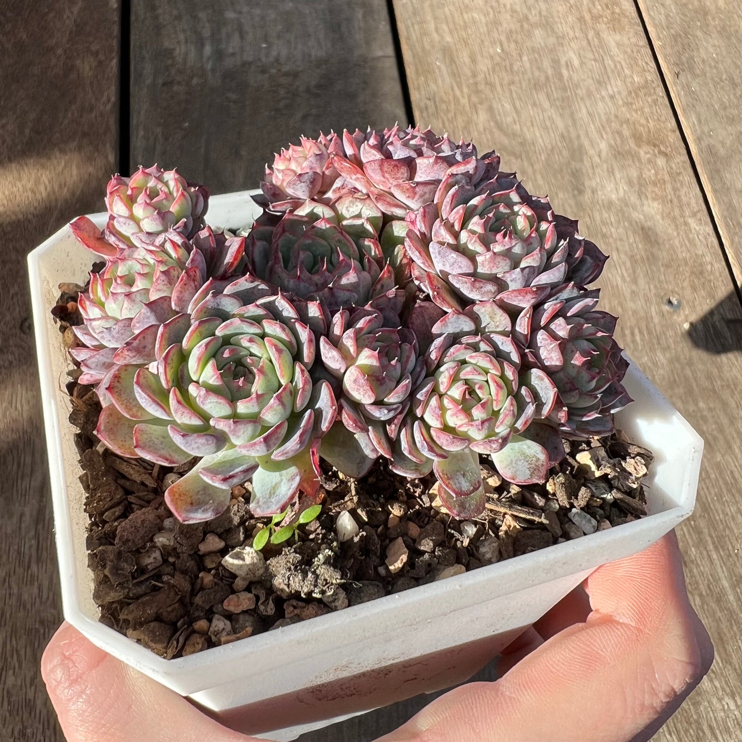 1508 Echeveria Blue Minima