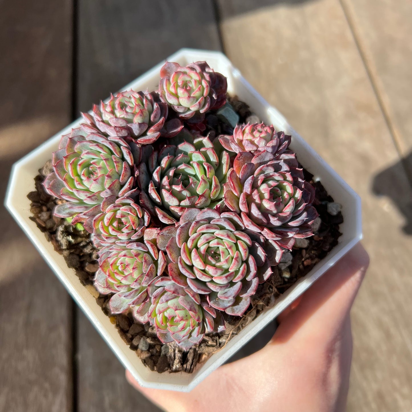 1508 Echeveria Blue Minima