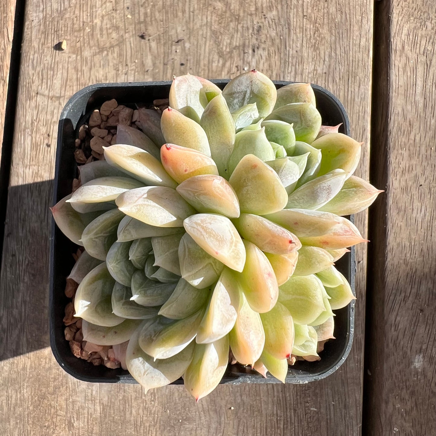 1508 Echeveria Elsa