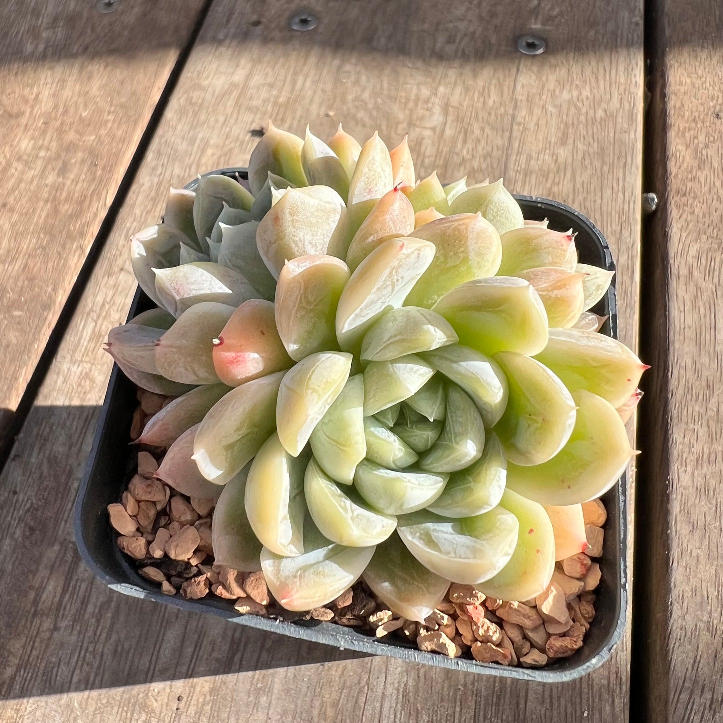 1508 Echeveria Elsa
