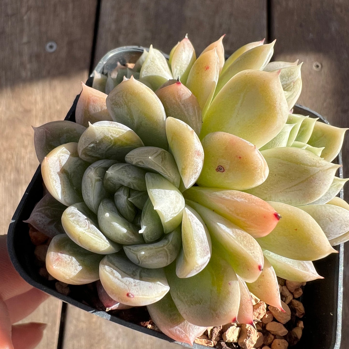 1508 Echeveria Elsa