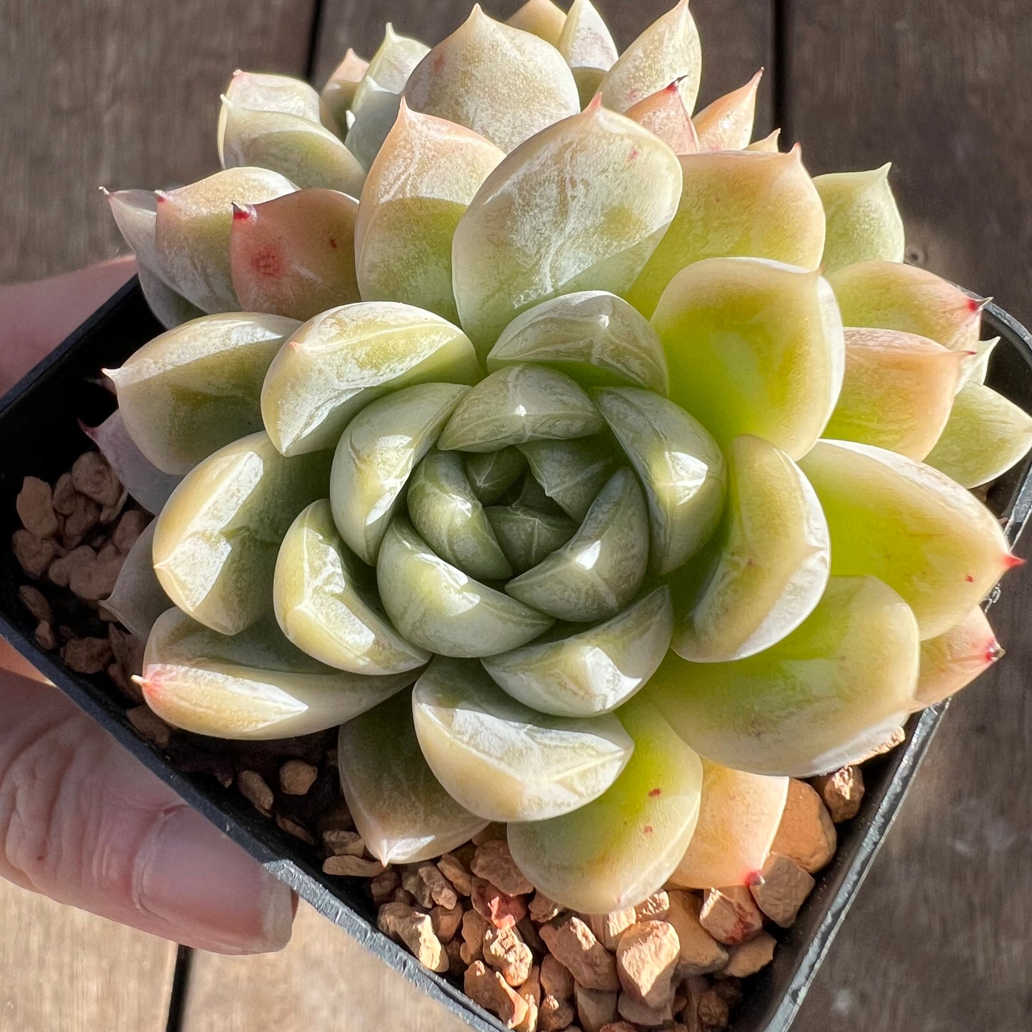 1508 Echeveria Elsa