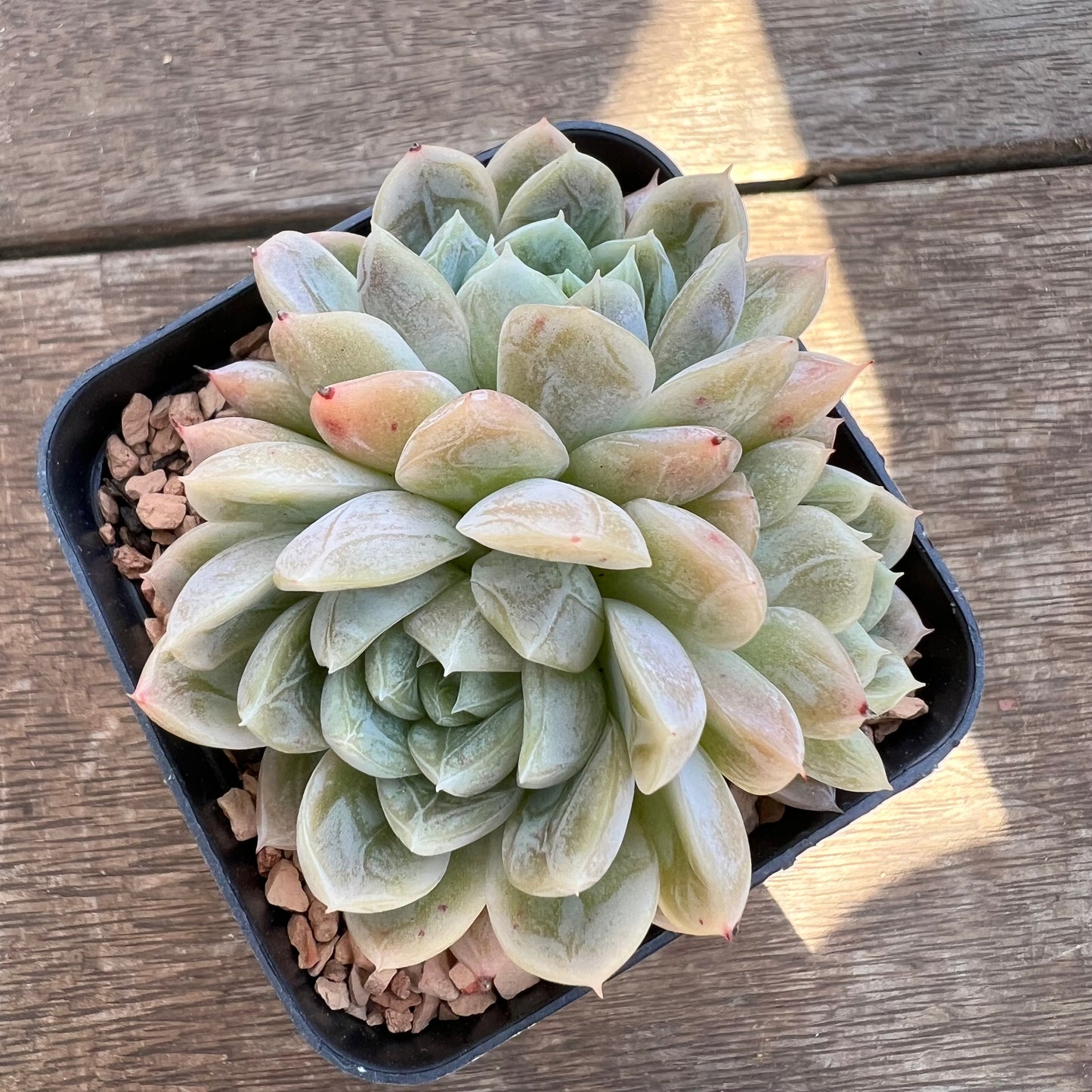 1508 Echeveria Elsa