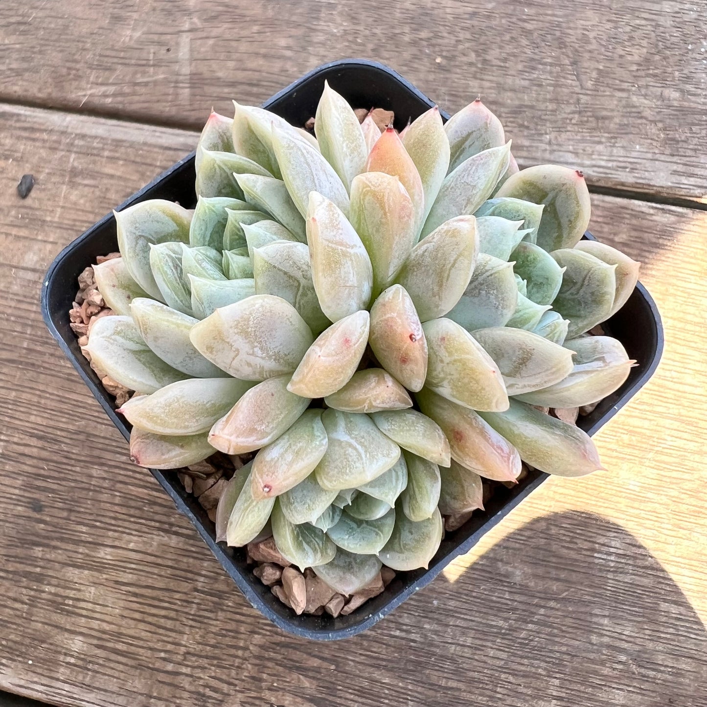 1508 Echeveria Elsa