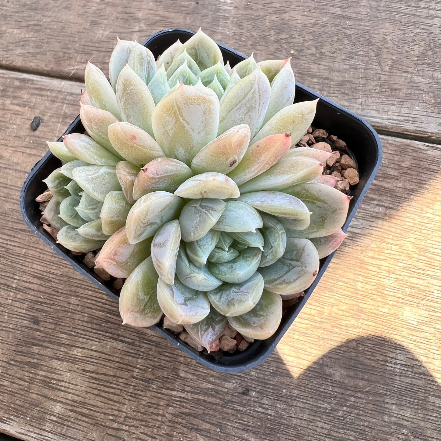 1508 Echeveria Elsa