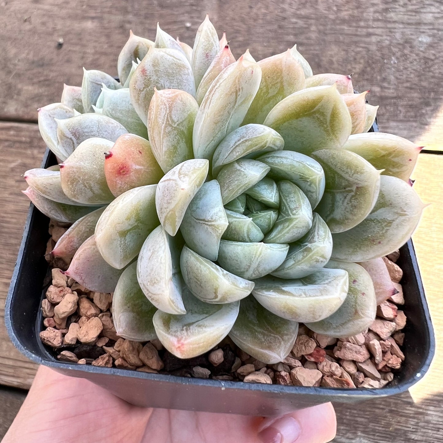 1508 Echeveria Elsa