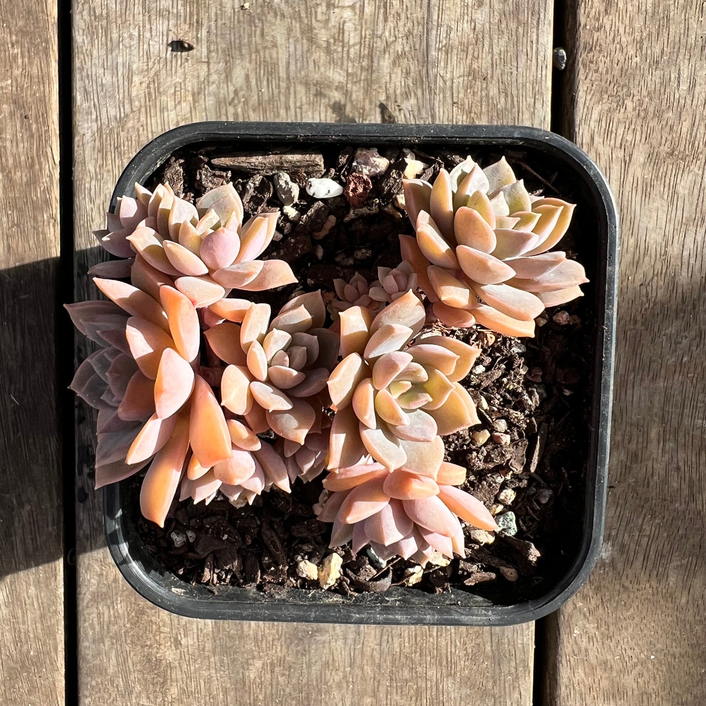 1508 Echeveria Hybrid