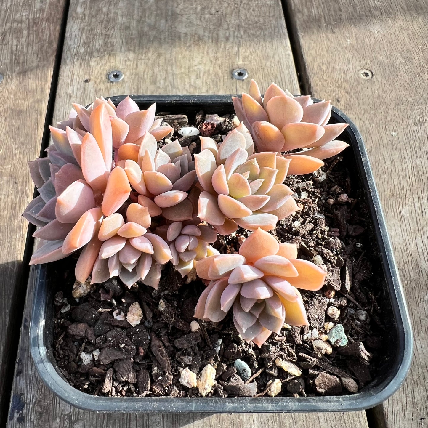 1508 Echeveria Hybrid