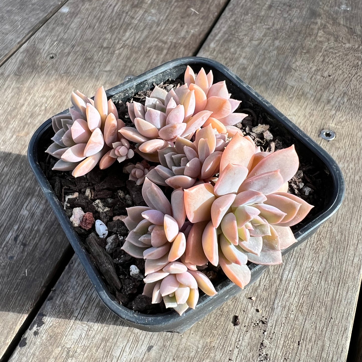 1508 Echeveria Hybrid