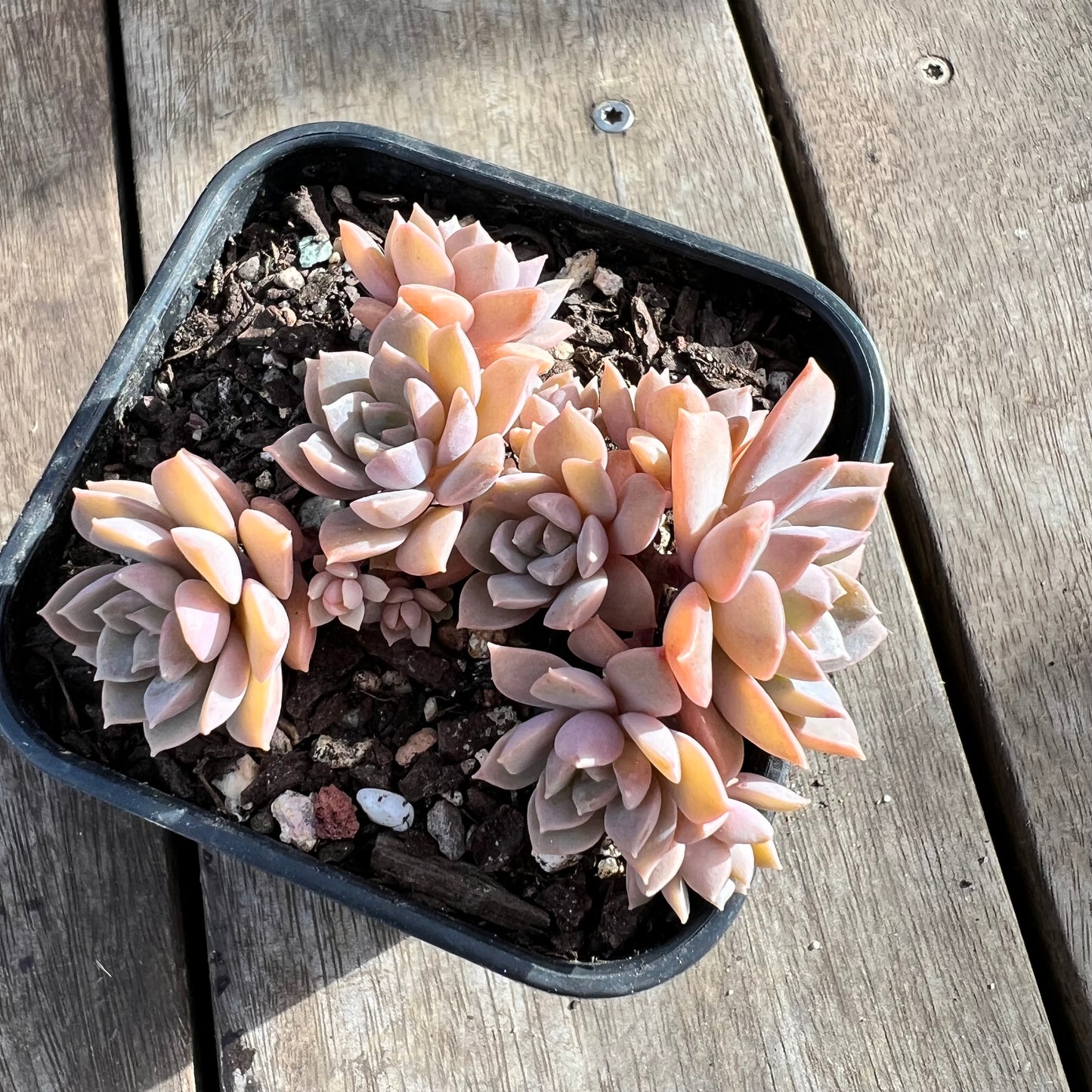 1508 Echeveria Hybrid
