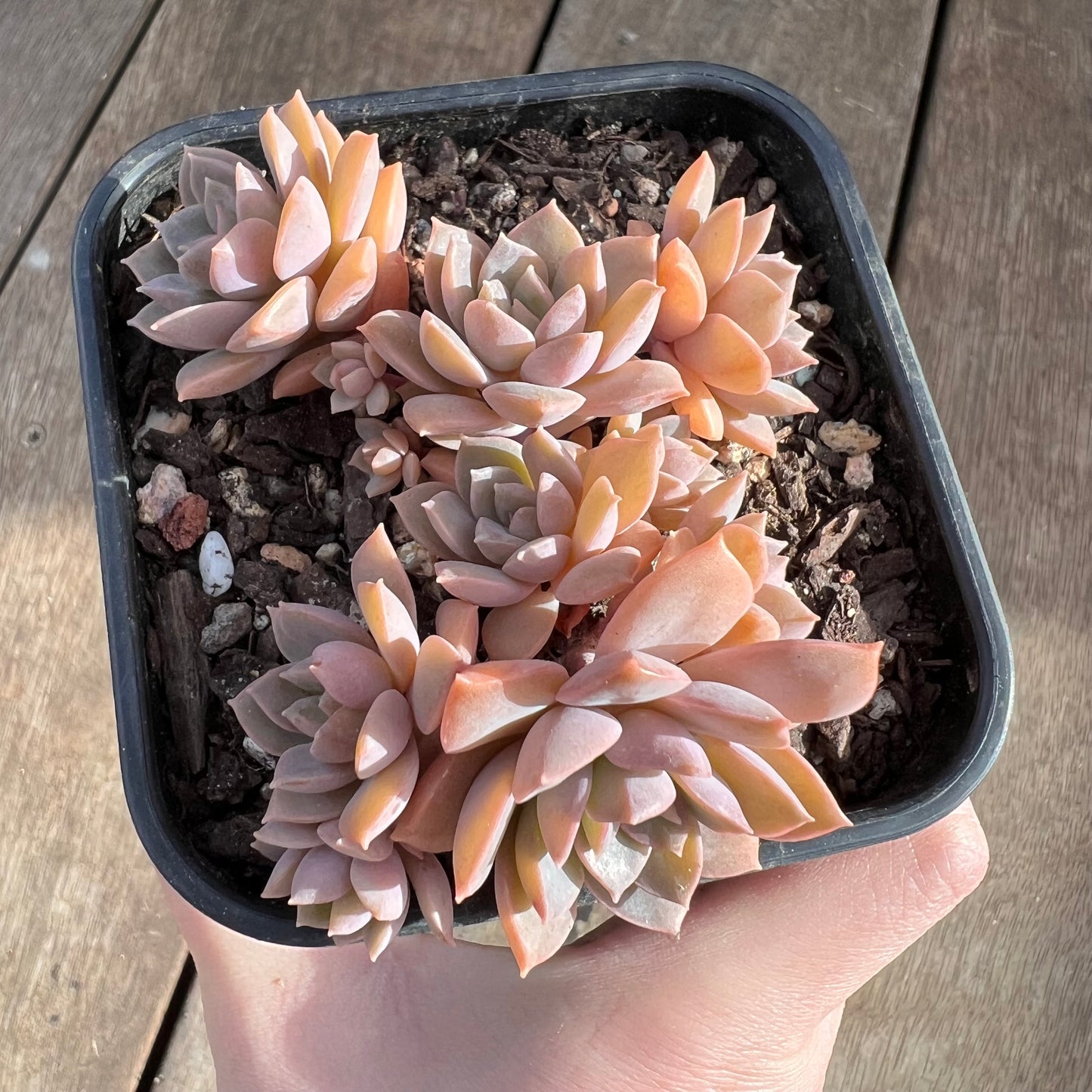 1508 Echeveria Hybrid