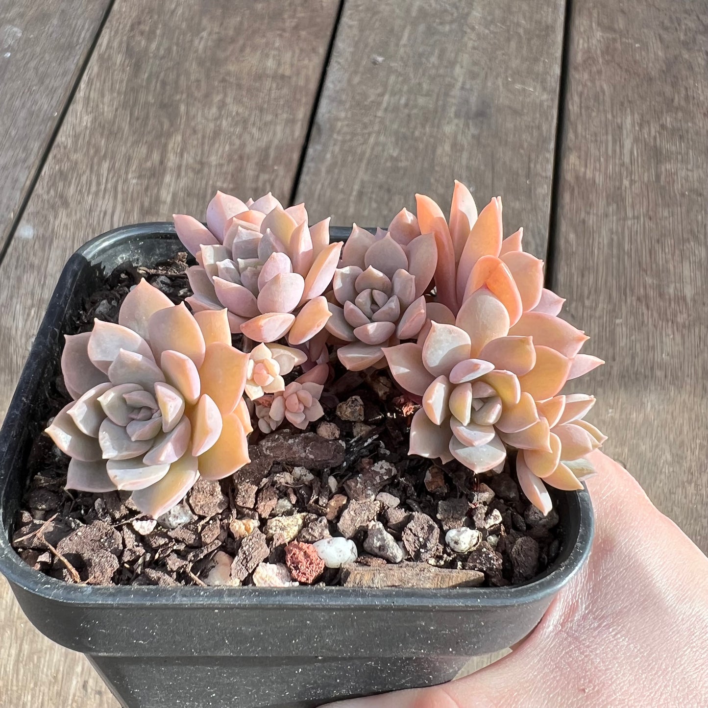 1508 Echeveria Hybrid